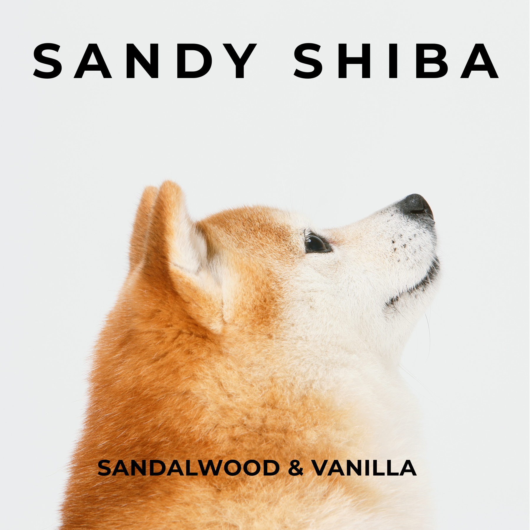 SANDY SHIBA